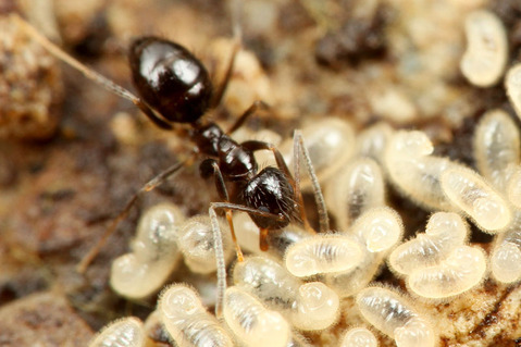 ¥±¥Ö¥«¥¢¥á¥¤¥í¥¢¥ê