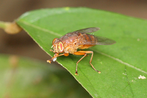 ベンガルバエ捕食