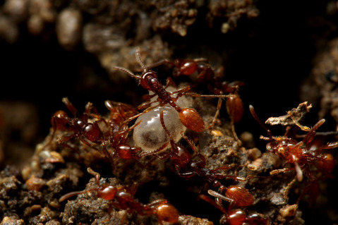 ヒメサスライアリ