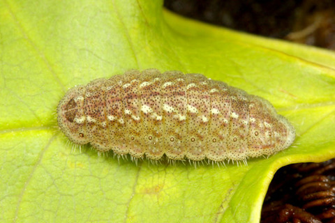 ウラキンシジミ