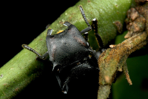 �ʥ٥֥�����Cephalotes