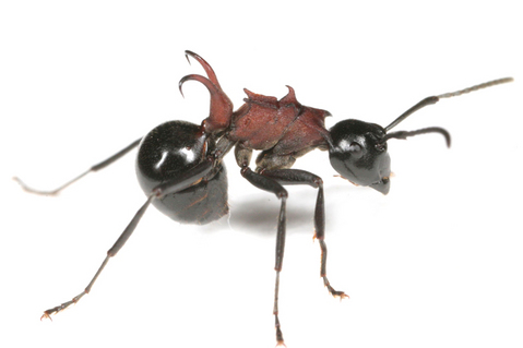 �ȥ�����