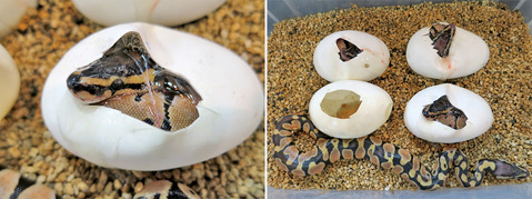 ボールパイソンの孵化