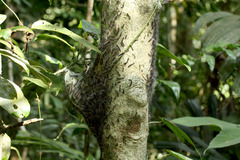 ÌÓÃî¤Î·²¤ì