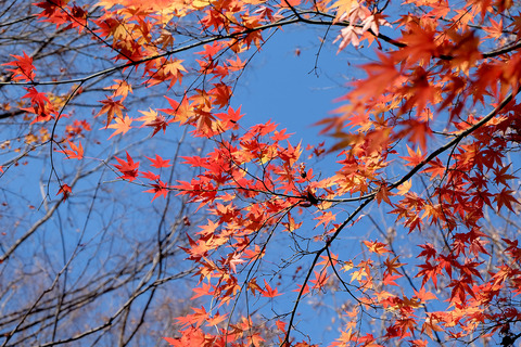 FUJIFILM X-A1 (6)