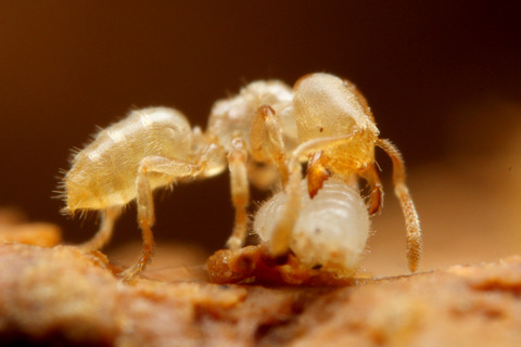 ヨツバアリ Ishigakicoccus shimadai