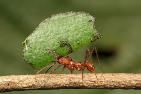 �ϥ��ꥢ��