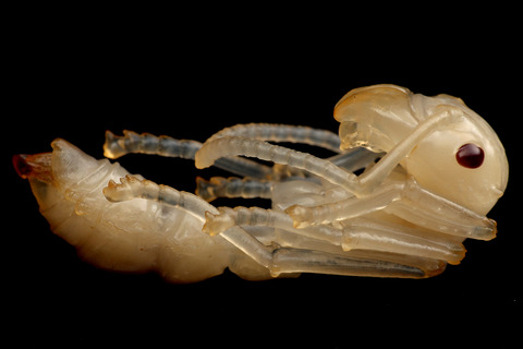 �ѥ�ݥͥ�Υ��ʥ�