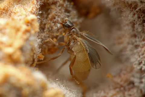 ¥Õ¥Ã¥¯¥é¥Î¥ß¥Ð¥¨ Laosphora sp.