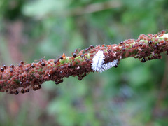 ���ߥᥢ��ȥ��֥�ॷ