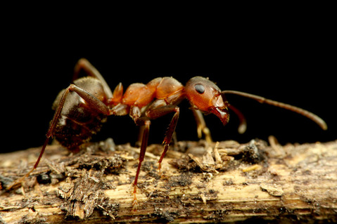 ����������ޥ���