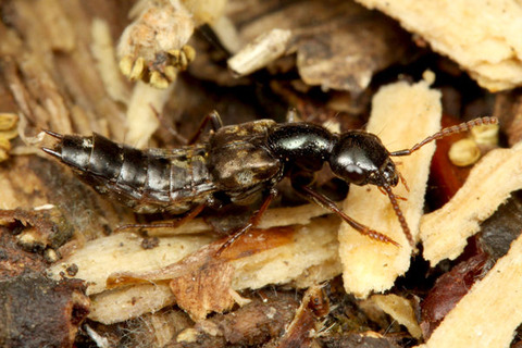 �������ϥ������ϥͥ�����