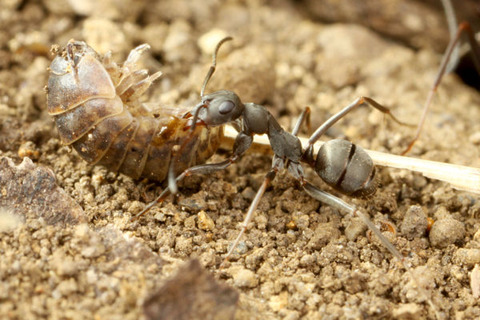 ������ޥ���