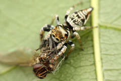 ¥Ï¥¨¥È¥ê¥°¥â¡¡¥Þ¥ì¡¼¥·¥¢