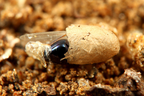 ヒメアリヤドリコバチ