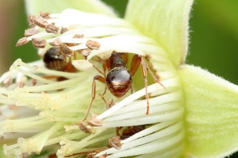 シワクシケアリ