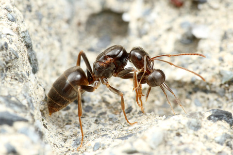 �ҥ��ʥ����ᥤ��������