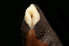 ���ܥ��ܥʥ᥯��