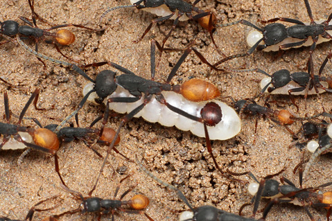 バーチェルグンタイアリEciton burchellii