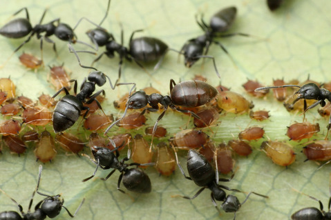 アシジロヒラフシアリ