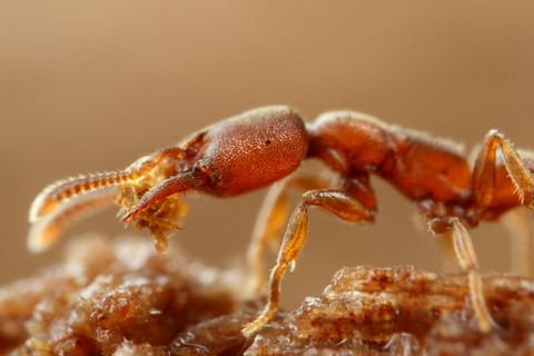 �Υ�����ϥꥢ��