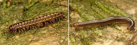 ²Æì¤Î¥ä¥¹¥Ç