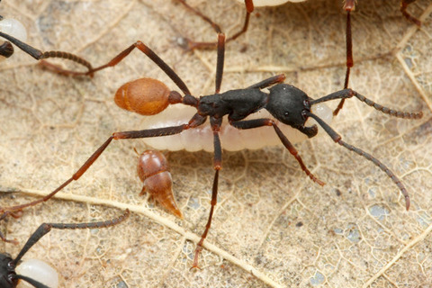 バーチェルグンタイアリEciton burchellii