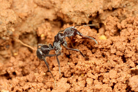 �ǥ���ϥꥢ��