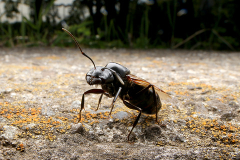 ¥¯¥í¥ª¥ª¥¢¥ê¤Î·ëº§Èô¹Ô