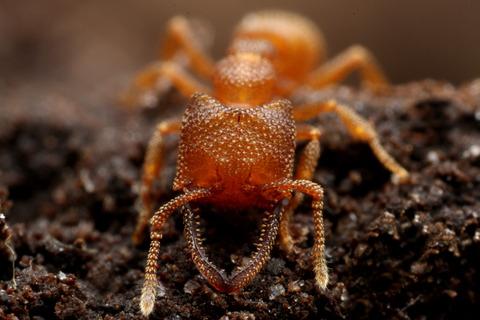 �إ饢���ϥꥢ��