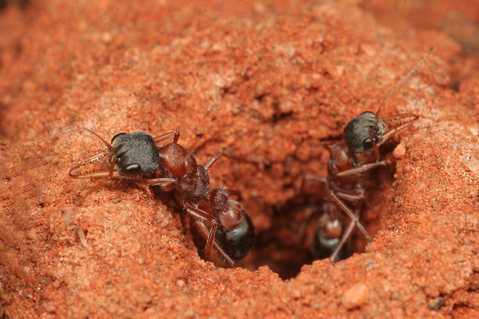 ¥¸¥ã¥ó¥Ô¥ó¥°¥¢¥ó¥È