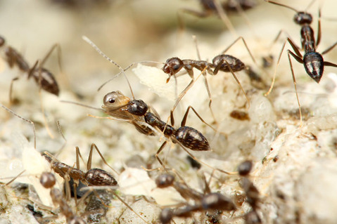 �ҥ��ʥ����ᥤ������