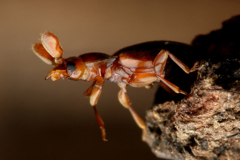 ヒゲブトテントウダマシTrochoideus desjardinsi