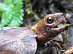 ��奦���奦��ޥ���