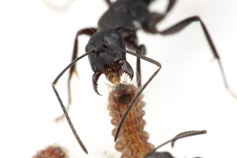 クロシジミとクロオオアリ