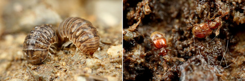 ¥³¥·¥Ó¥í¥À¥ó¥´¥à¥·¡¡¥¢¥ê¥Å