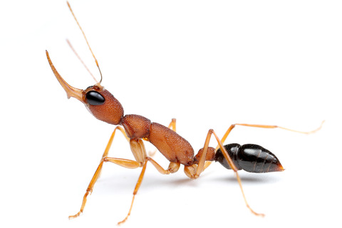 インドクワガタアリ