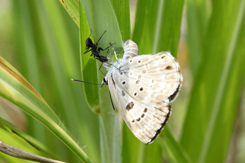 クロシジミ 産卵