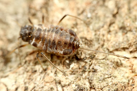 クチナガオオアブラムシ