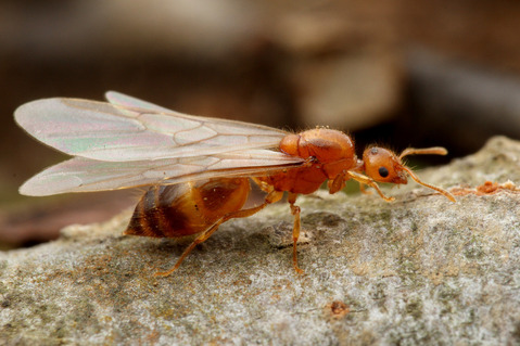 ���������ꥢ������η뺧����