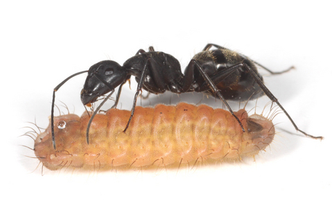 ̪��Ф�����������