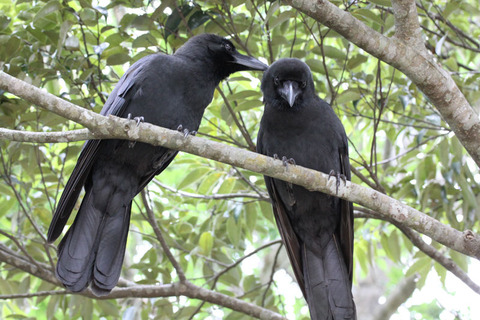 �����ϥ��֥ȥ��饹