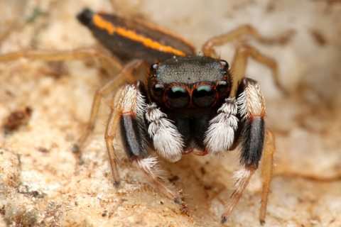 オオクマハエトリ