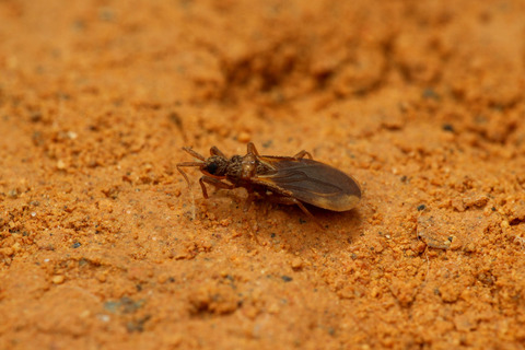 テングサシガメ