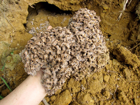 ������󥷥�����ζݱ�