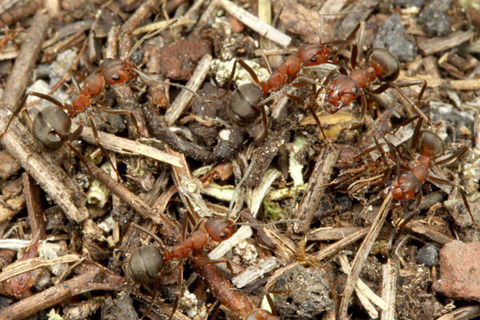 エゾアカヤマアリ