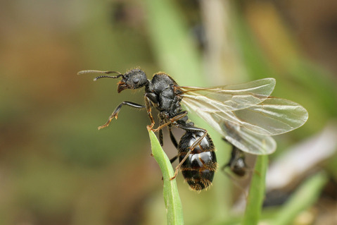 クロナガアリ Messor aciculatus