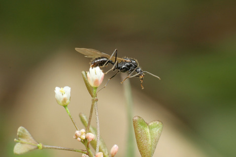 クロナガアリ Messor aciculatus