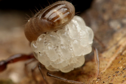 コケカニムシの一種