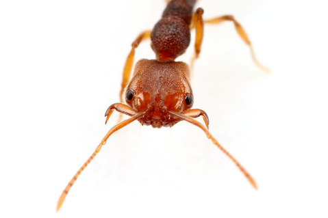 �ҥᥢ���ȥ���